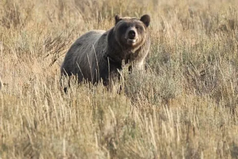 Hiker Assaulted by Wild Animal in Wilderness Area Flown to Hospital